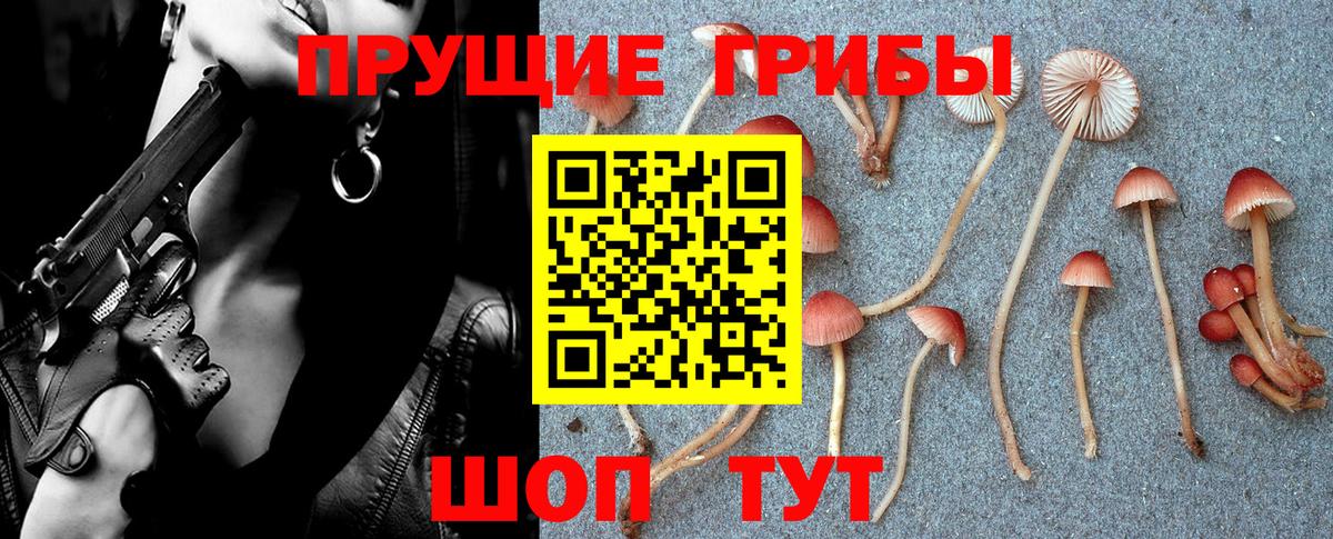 Галлюциногенные грибы Psilocybine cubensis Малгобек