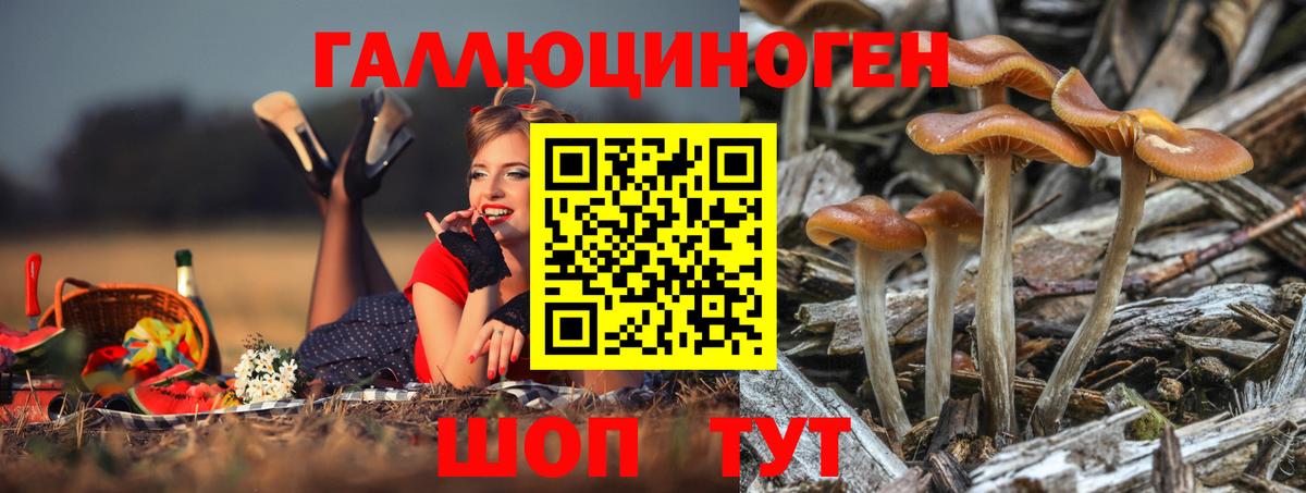 Псилоцибиновые грибы GOLDEN TEACHER  Галлюциногенные грибы Psilocybe  Малгобек  Вход с VPN 